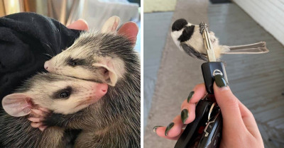 Get Your Serotonin Levels Up With These Wholesome Pictures And Videos Of Precious Animals