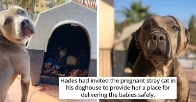 Friendly Pit Bull Gave His Doghouse To The Pregnant Stray Cat For Delivering Newborns Safely