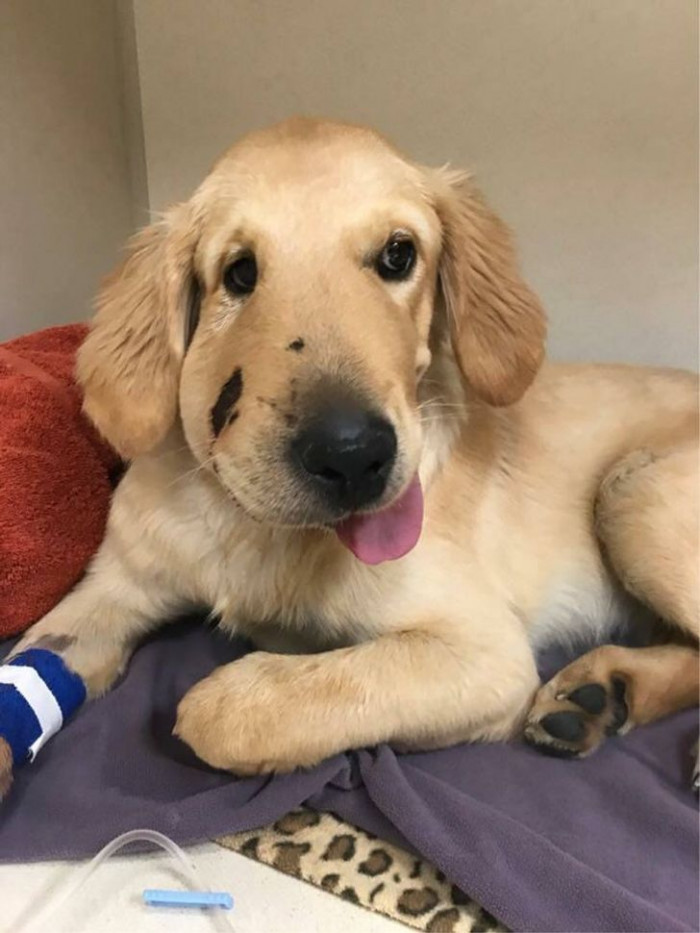 3. This is Todd, and he got bitten by a snake in order to save his owner's life. Todd is making a good recovery.