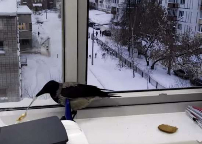 Here's the crow getting the spoon