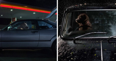 Exceptionally Unique Series of Photographs Reveals Dogs' Emotions While Being Left Behind in the Car