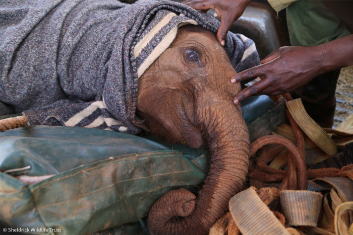 A newly rescued elephant calf