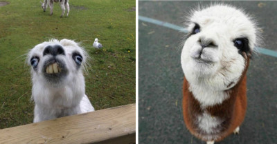 30 Adorable Photos Of Friendly Alpacas That Will Brighten Up Your Day