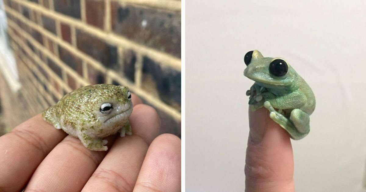 Frogs, Frogs, Frogs, Frogs:  50 Of The Best Frogposting Content