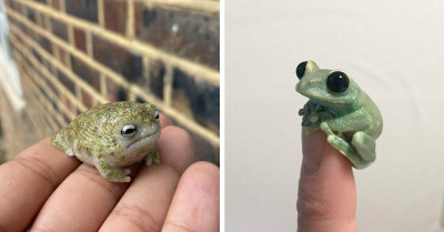 Frogs, Frogs, Frogs, Frogs: 50 Of The Best Frogposting Content