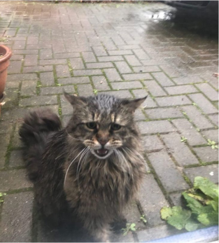 22. “My Maine Coon goes outside even when it’s pouring, then sits in front of the door like this...”