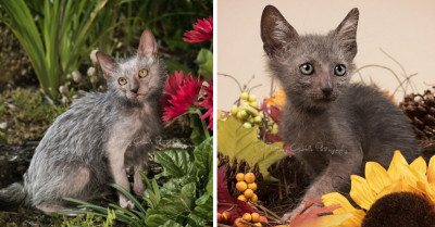 Photographer Captures The Stunning Appearances Of Lyoki Cats AKA Werewolf Cats
