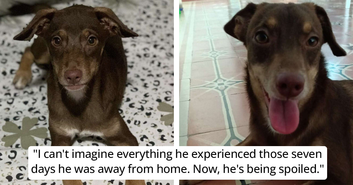 Colombian Family Rejoices After Lost Dog Brownie Returns Home