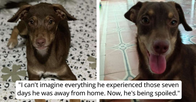 Colombian Family Excitedly Welcomes Back Their Lost Dog Who Found His Way Home And Their Reaction Is Just Pure Joy