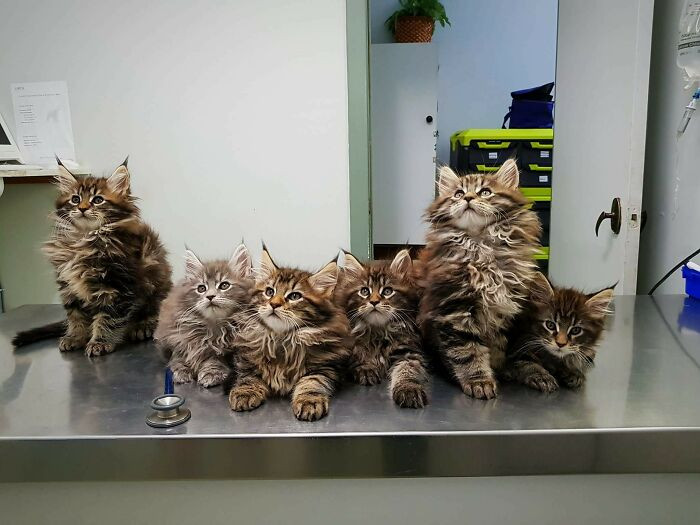 These Maine Coon Kittens would make you think you’re seeing double
