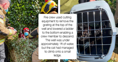 Heroic Dog Responsible For Saving A Lost Cat Trapped In A Well