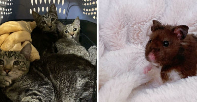 50 Absolutely Wholesome Rescue Pet Pics That Will Make You Smile