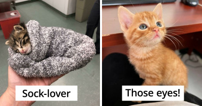 50 Adorable Photos Of Really Teeny, Tiny Kittens That Are Sure To Brighten Your Day