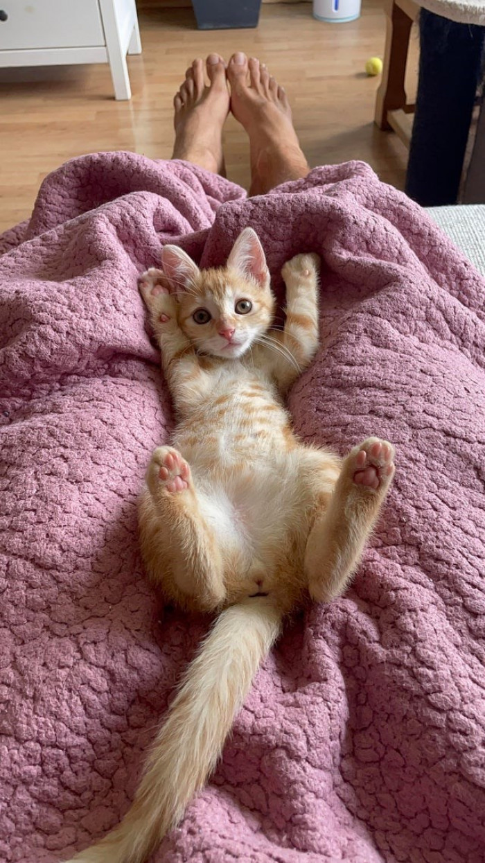 22. She's always like this when she wants a belly rub