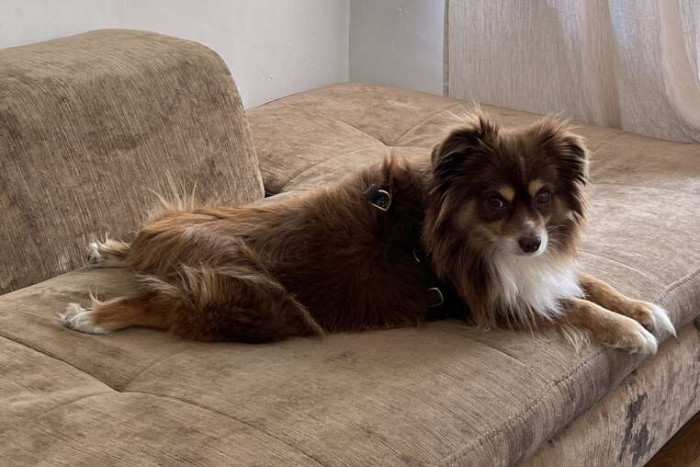 Three pet cats, Cannoli and Luna, with another blogger pet nearby.
