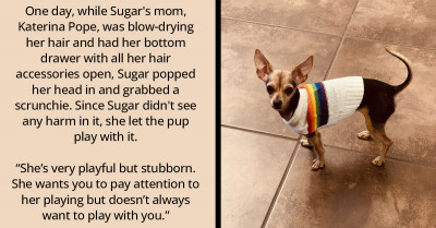 Cute Little Dog Finds Mom's Scrunchie And Invents The Game Of Her Life