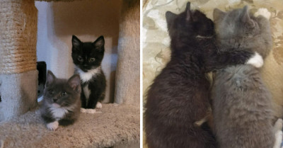 Adorable Kitten Brothers Separated At Birth Are Reunited In Foster Care