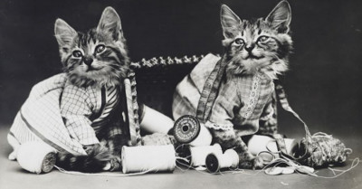 Enjoy These Adorable LOLcat Images Photographed By Their Pioneer Harry Whittier Frees