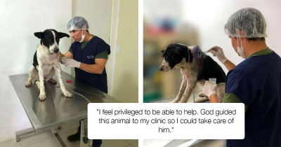 Dog Walks Into The Vet Clinic By Himself Because He Needed Help