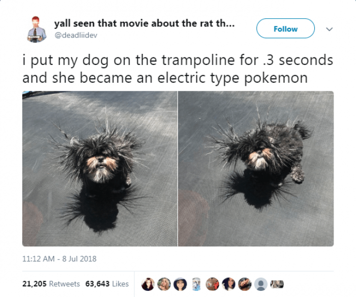 Dog showing affection, rubbing a toy or body while smiling