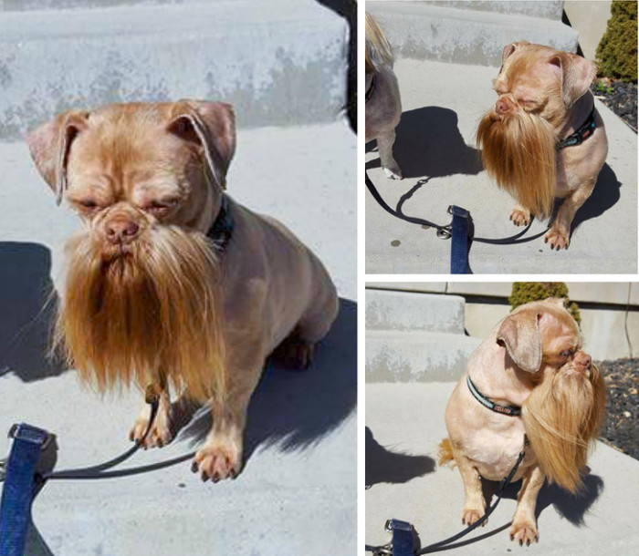 This dog is ready to bust myths