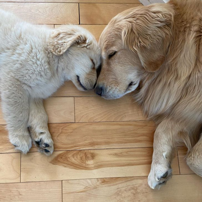20. “Nose-to-nose, that's how these buddies sleep.”