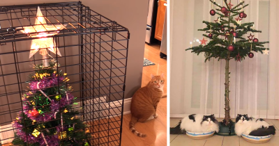 40 Genius Hacks By People Desperate To Protect Their Christmas Trees From Their A**hole Pets