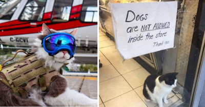 Photos Of Cats With Jobs That Will Have You Swooning