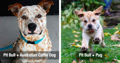 Pit Bull Dogs Mixed With Other Dog Breeds Have Totally Awesome Results