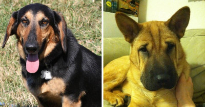 German Shepherd Hybrid Doggos That Will Have You Wanting One ASAP