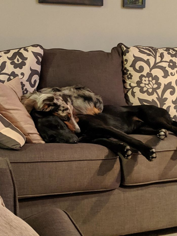 23. "We Rescued A Terrified Australian Shepherd As A Friend For Our Dog. Now He Doesn't Leave His Side."