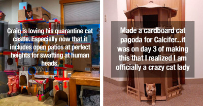 Lucky Cats Delight In Their Homemade Cardboard Lockdown Forts