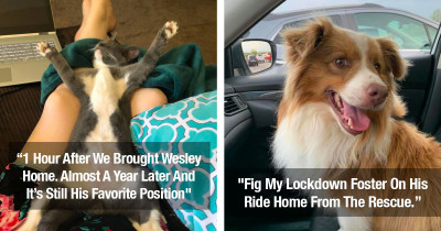 50 Adorable Photos Of Pets Just Moments After They Were Adopted