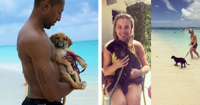 A Tropical Island Offers a Volunteer Animal Rescue Charity Full Of Puppers That You Can Cuddle