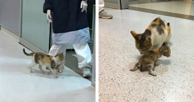 Female Cat Takes Her Sick Kitten To The Clinic, And The Medics Rush To Help