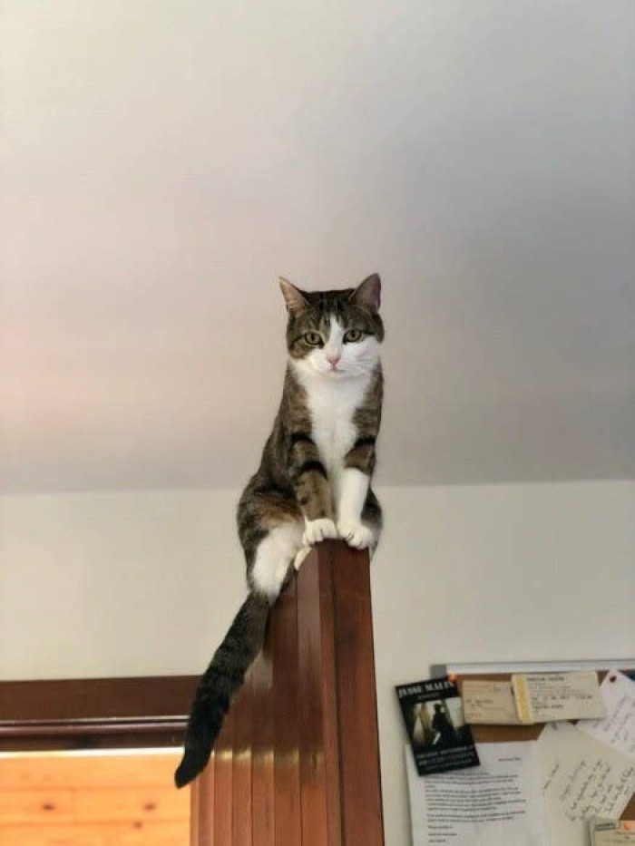 3. Kitty is watching over your every move