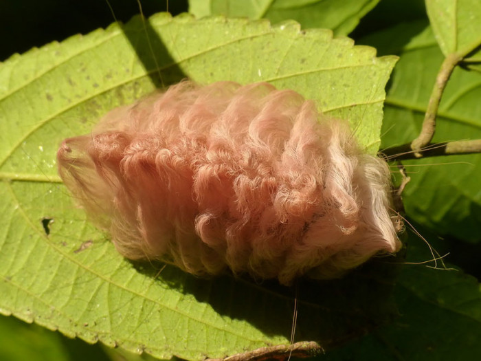 9. Flannel Moth Before