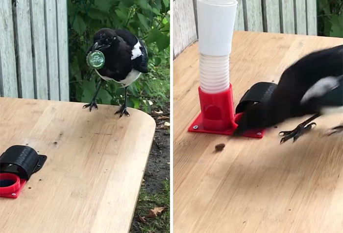 Hans says the first challenge was to get the birds interested in the feeder. He then began feeding them regularly to persuade them to keep visiting him.