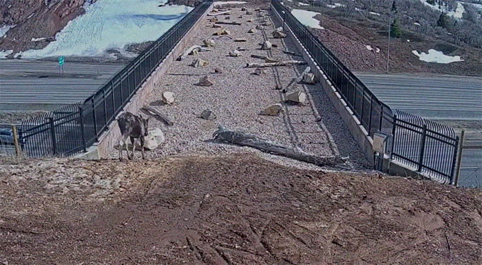 Various creatures were caught by cameras near and on the bridge of the I-80 highway during the day