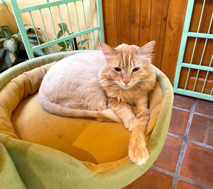 All in all, there are over 20 cats living in this catopia.