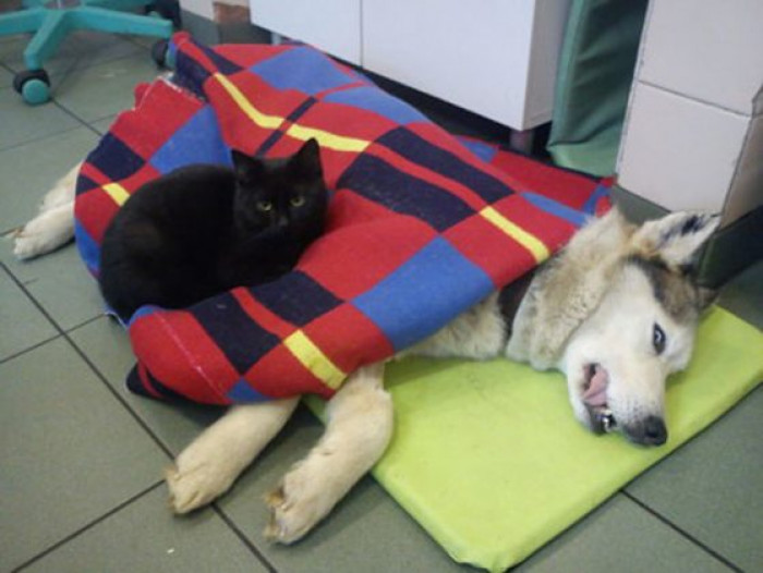 Rademenes gives warmth to this ailing dog.