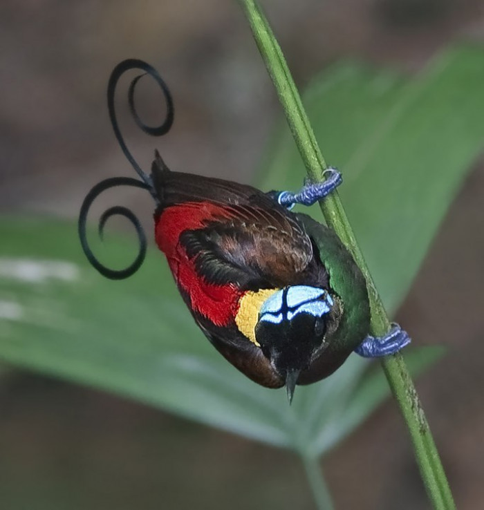 On average, these beautiful birds are about 6.3 inches (16 cm) in length but males can easily reach a length of 8.25 inches (21 cm) when including their iconic, curlicue tail feathers.