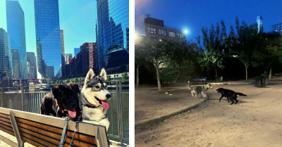 Dog Knocks On Her Best Friend's Door Every Day To See If She Can Come And Play