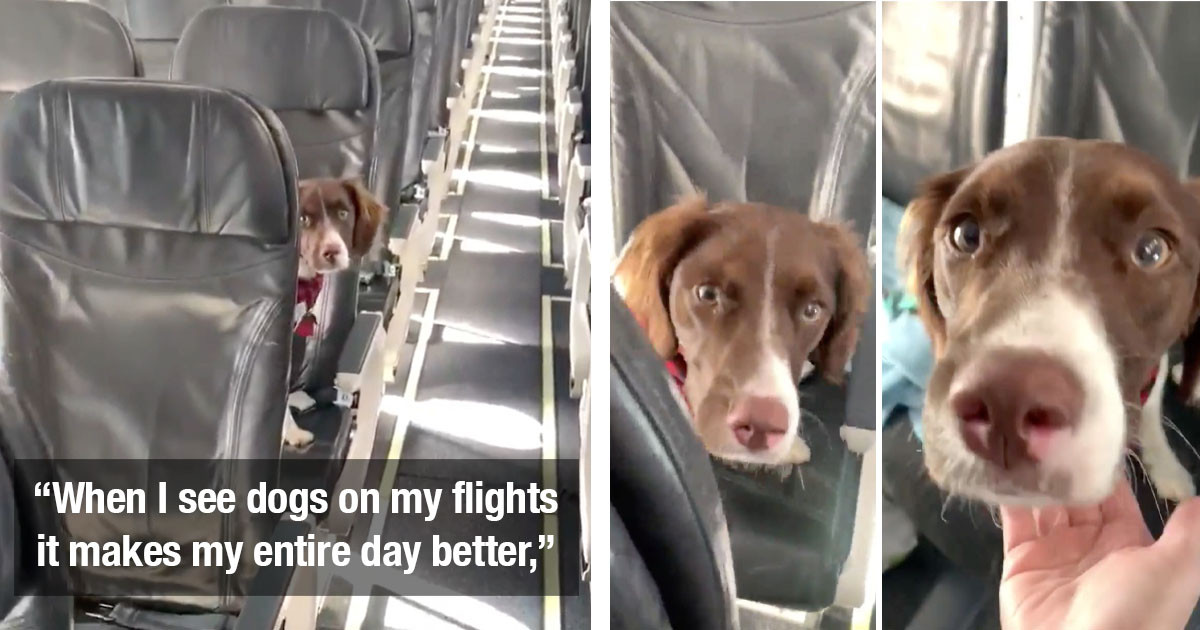 Dog Cheers Up A Sad Flight Attendant On An Empty Plane By Playing Hide