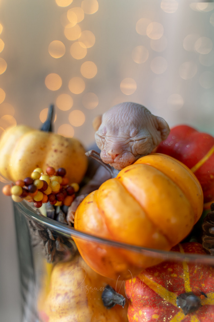 1. Sweet Tamale, you are a gift to the universe.