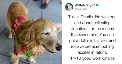 This Twitter Account Rates Doggos On A Scale Of One To Good Boy