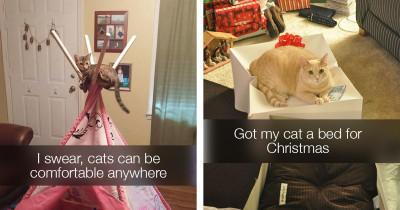 Before You Spend Money On Your Cats, Check Out These Hilarious Photos Of How Much Cats Like Gifts