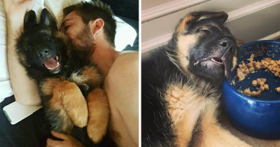 These Hilarious Reasons Will Make You Rethink Getting a German Shepherd