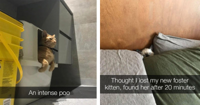 Here Are 14 Cat Posts To Get You Through Your Day
