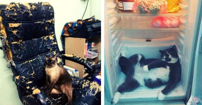 Pictures Of Cats Taken Out Of Context Give Off Very Confusing Energy